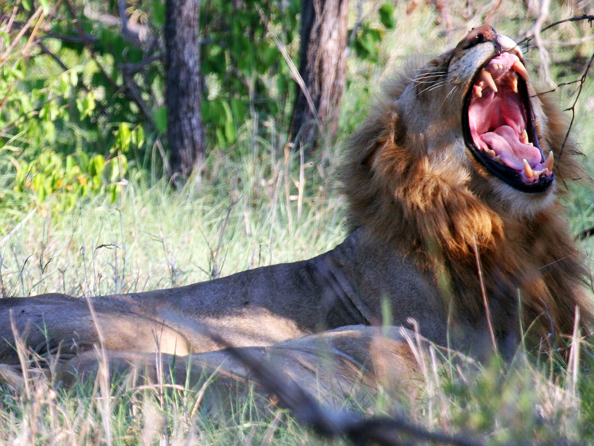 wp-content/uploads/itineraries/South Africa/20121120-safrica-honeyguide-safari-lion-(3).jpg